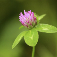 Photo of clover meadow 3