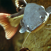 Gambar ikan keli