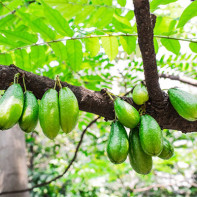 Bilimbi Fruit Photo