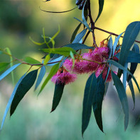 Fotoğraf Eucalyptus 2