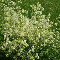 Photo of a bedstraw 4