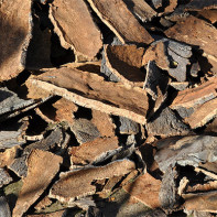 Photo of oak bark 2