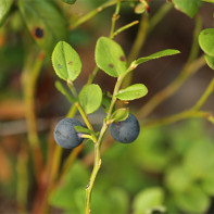 Foto af blåbærblade