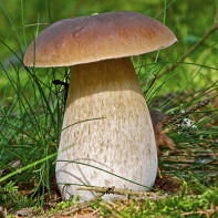Zanimljive činjenice o gljivama s porčinama