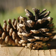 Larawan ng pine cones
