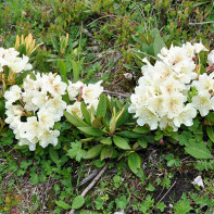 Foto av kaukasiska Rhododendron 3