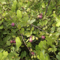 Photo of icako fruit 4