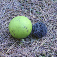 Kuva mustasta pähkinästä