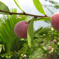 Photo du fruit d'Ikako 2