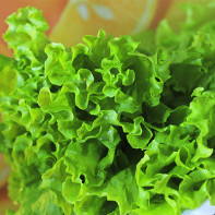 Photos of lettuce 5