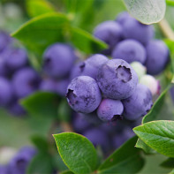 Blueberry photo