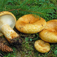 Kuva sienistä 2