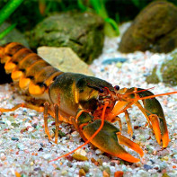 Fotoğraf crayfish