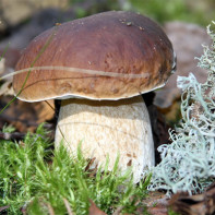 Foto av svampar av porcini 2