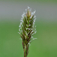 Fotografija pšenične trave 2