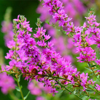 Photo of loosestrife loosestrife 2