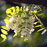 Photo d'acacia blanc 3