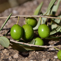 Olives photo 6