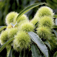 Photo of edible chestnut 3