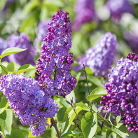 Photo of Lilac 5