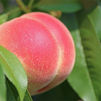 Photo peaches 4