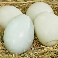 Fotografie kachních vajec 2