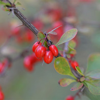 Photo of barberry 4