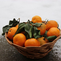 Fotografija mandarina