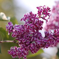 Lilac foto