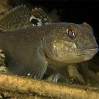 صورة لسمكة غوبي