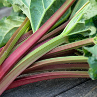 Photo of rhubarb 5