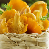 Photo of chanterelle mushrooms