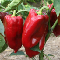 Photo of bell pepper 5