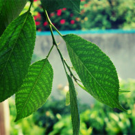 Photo of cherry leaves 2