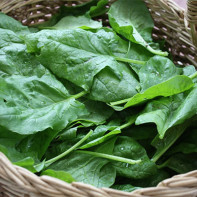 Photo of spinach