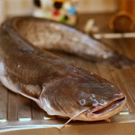 صورة سمك السلور 3