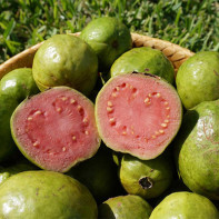 Guava fotka 2