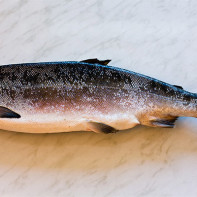 Fotografija ribe coho lososa