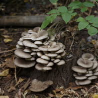 Fotografie houby ústřice houba 5