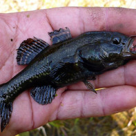 Снимка на риба от ратан