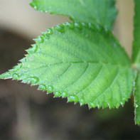 Foto de blackberry leaf 2