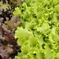 Photos of lettuce 4