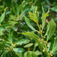 Photo of bay leaf 5