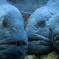 صورة سمك السلور