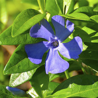 Photo of periwinkle 2