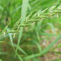 Photo d'herbe de blé