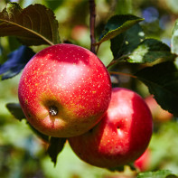 תמונה של תפוחים 5