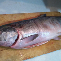 Fotografia kmotr łososia ryba