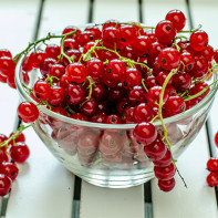 Photo of red currant
