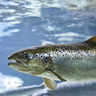 Foto salmon